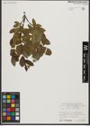 Foto von Salix waldsteiniana Willd.